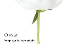  Presentation with peony - Audience pleasing slides consisting of white-peony-isolated-on-white backdrop and a white colored foreground