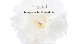  Presentation with peony - Colorful presentation theme enhanced with white-peony-isolated-on-white backdrop and a white colored foreground