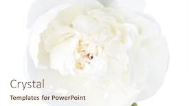  Presentation with peony - Slide set with white-peony-isolated-on-white background and a cream colored foreground