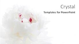  Presentation with peony - Beautiful presentation theme featuring white peony backdrop and a white colored foreground