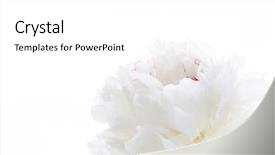  Presentation with peony - Colorful slide set enhanced with white peony backdrop and a white colored foreground