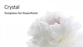 Presentation with peony - Slide deck consisting of white peony background and a white colored foreground