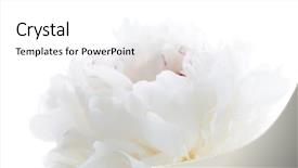  Presentation with peony - Presentation having white peony background and a white colored foreground