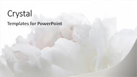  Presentation with peony - Amazing presentation theme having white peony backdrop and a white colored foreground