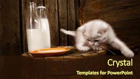  Presentation with persian - Colorful slide set enhanced with white persian pussy cat with milk on wooden background backdrop and a wine colored foreground