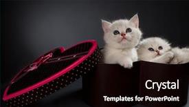  Presentation with cats - Slide deck featuring white persian pussy cats in gift container background and a black colored foreground