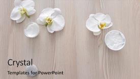  Presentation with spa concept stone - PPT theme consisting of white phalaenopsis orchid flower background and a light gray colored foreground