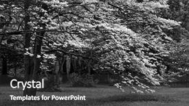  Presentation with black white tree - Colorful presentation theme enhanced with white photo of white dogwood backdrop and a dark gray colored foreground