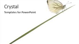  Presentation with white green - Slide deck featuring white pieris napi on grass background and a white colored foreground