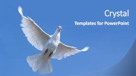  Presentation with white dove - Audience pleasing slides consisting of white pigeon against the blue backdrop and a teal colored foreground