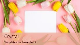  Presentation with beautiful spring flowers - Beautiful PPT layouts featuring white pink and yellow tulip backdrop and a coral colored foreground