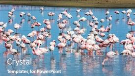  Presentation with africa tourism - Presentation design featuring white-pink-flamingos-are-reflected background and a teal colored foreground