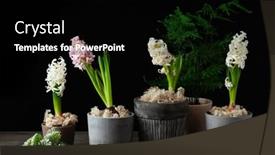  Presentation with christmas black - PPT theme having white-pink-hyacinth-traditional-winter background and a black colored foreground