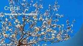  Presentation with olive tree - Audience pleasing presentation design consisting of white-pink-olive-tree-flowers backdrop and a teal colored foreground