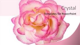  Presentation with pink rose - Presentation theme featuring white-pink-rose-isolated background and a lemonade colored foreground