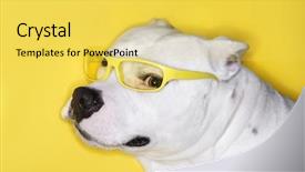  Presentation with pit bull - Beautiful presentation theme featuring white pit bull wearing yellow backdrop and a  colored foreground