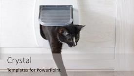  Presentation with plastic - Presentation theme having white-plastic-cat-door-enterance background and a light gray colored foreground