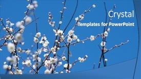  Presentation with plum blossom - Colorful PPT layouts enhanced with white-plum-blossom-in-spring backdrop and a teal colored foreground