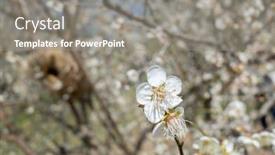  Presentation with plum blossom - PPT layouts consisting of white-plum-blossom-under-blue background and a gray colored foreground