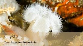 Presentation with cold water - Colorful slide set enhanced with white-plume-anemone backdrop and a coral colored foreground