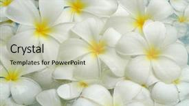  Presentation with plumeria - PPT layouts featuring white plumeria background background and a  colored foreground