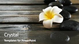  Presentation with plumeria - Slide deck featuring white plumeria flower with pebbles on wooden background background and a dark gray colored foreground