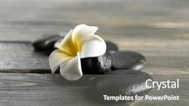  Presentation with plumeria - PPT layouts consisting of white plumeria flower with pebbles on wooden background background and a gray colored foreground