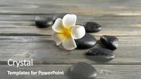  Presentation with plumeria - Theme with white-plumeria-flower-with-pebbles background and a gray colored foreground