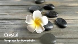  Presentation with plumeria - PPT layouts consisting of white plumeria flower with pebbles on wooden background background and a gray colored foreground