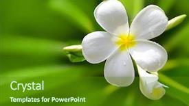  Presentation with plumeria - Presentation theme having white plumeria flowers closeup on green background background and a forest green colored foreground