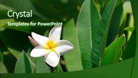  Presentation with plumeria - Presentation theme with white plumeria flowers closeup on green background background and a forest green colored foreground