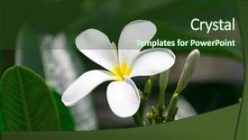  Presentation with plumeria - PPT theme with white plumeria flowers closeup on green background background and a tawny brown colored foreground