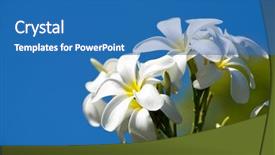  Presentation with plumeria - Audience pleasing slides consisting of white plumeria flowers closeup on sky backdrop and a teal colored foreground