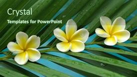  Presentation with plumeria - Slides with white plumeria on palm leaf background and a tawny brown colored foreground
