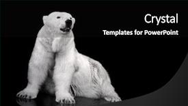  Presentation with polar bear - Slides having white polar bear hunter - sitting background and a black colored foreground