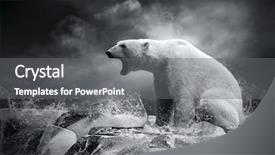  Presentation with polar bear - Beautiful PPT layouts featuring white polar bear hunter backdrop and a gray colored foreground
