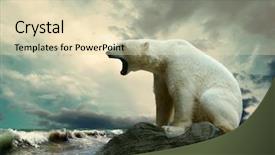  Presentation with polar bear - PPT theme consisting of white polar bear hunter background and a soft green colored foreground