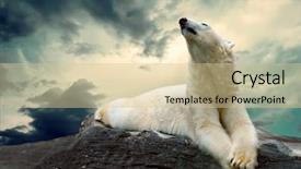  Presentation with polar bear - Theme enhanced with white polar bear hunter background and a soft green colored foreground