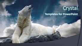  Presentation with polar bear - Audience pleasing PPT layouts consisting of white polar bear hunter backdrop and a ocean colored foreground