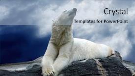  Presentation with polar bear - Amazing PPT theme having white polar bear hunter backdrop and a light blue colored foreground