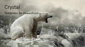  Presentation with polar bear - Amazing slide deck having white polar bear hunter backdrop and a light gray colored foreground