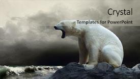  Presentation with polar bear - Theme with white polar bear hunter background and a light gray colored foreground