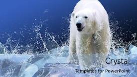  Presentation with polar bear - Presentation theme having white polar bear hunter background and a light blue colored foreground
