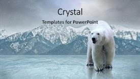  Presentation with polar bear - Presentation design having white polar bear background and a light blue colored foreground