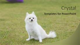  Presentation with dog park - PPT theme with white-pomeranian-dog-at-park background and a  colored foreground
