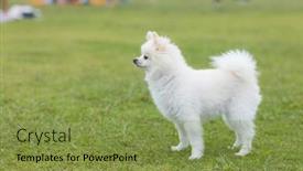  Presentation with dog park - Presentation design having white-pomeranian-dog-at-park background and a gold colored foreground