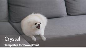  Presentation with dog - Slides having white pomeranian dog bark background and a gray colored foreground