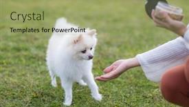  Presentation with shake hand - PPT theme having white-pomeranian-dog-give-hand background and a mint green colored foreground