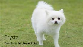  Presentation with dog park - Presentation having white-pomeranian-dog-go background and a seafoam green colored foreground