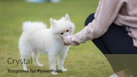  Presentation with dog park - Presentation featuring white-pomeranian-dog-having-snack background and a yellow colored foreground